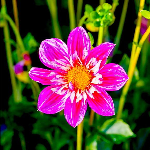 Meet your Posher, Jamie - Picture 1 of 1